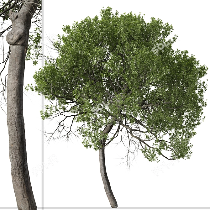 Lemonwood Tree: Fragrant Native Evergreen 3D model image 6