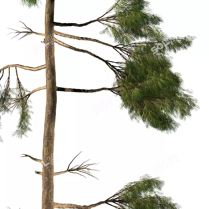  Rustic Pine Tree Sculpture 3D model image 3