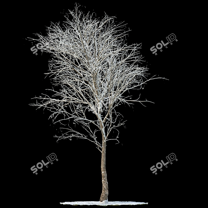 Snow-Covered Rowan Tree 3D model image 1