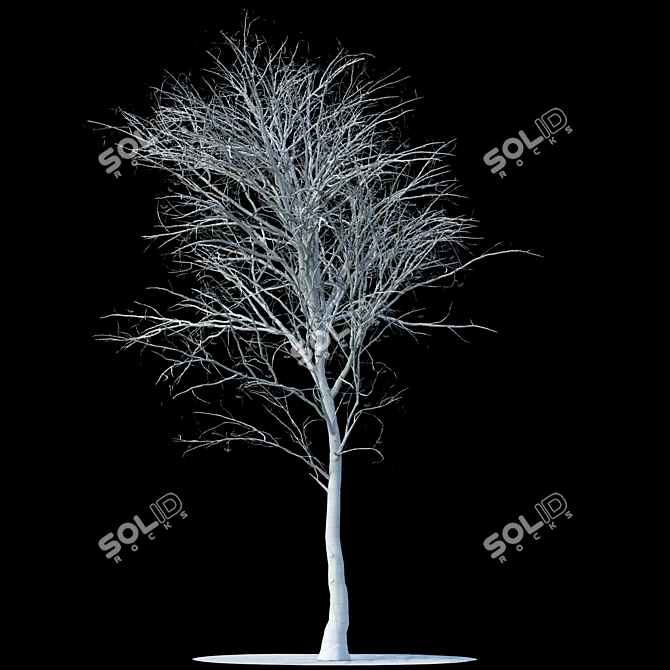 Snow-Covered Rowan Tree 3D model image 2