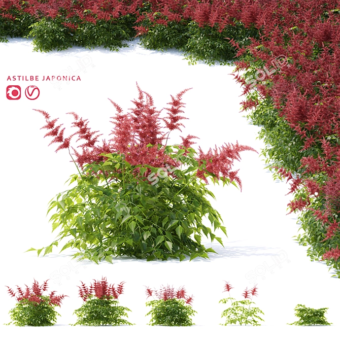 Japanese Red Astilbe | Astilbe japonica 3-Pack 3D model image 1