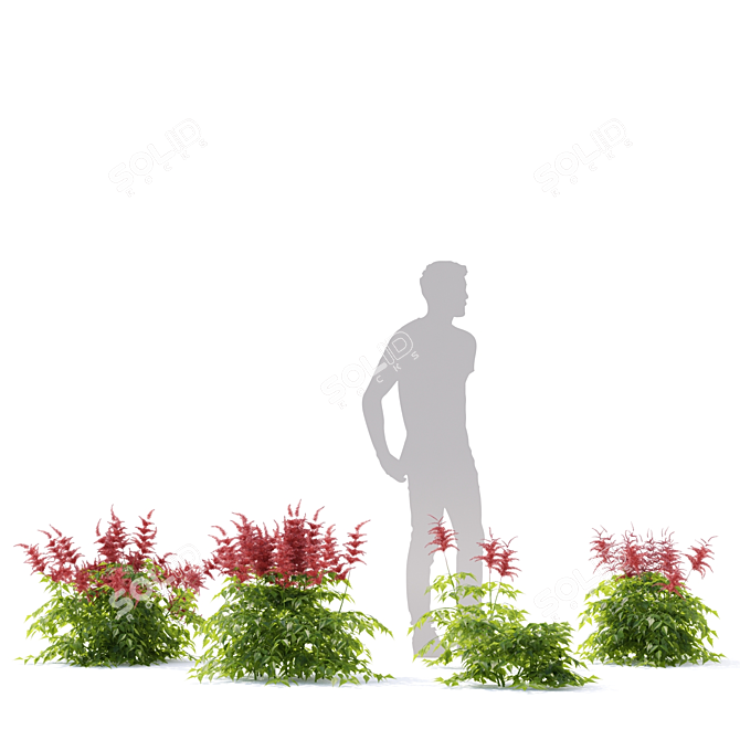 Japanese Red Astilbe | Astilbe japonica 3-Pack 3D model image 3