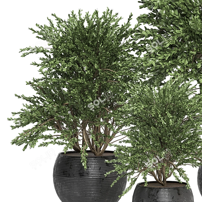 Lush Indoor Plants Collection - Set 194 3D model image 3