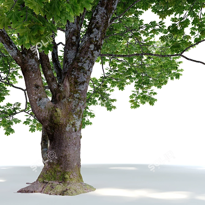 Bigleaf Maple 3D Tree Model 3D model image 1