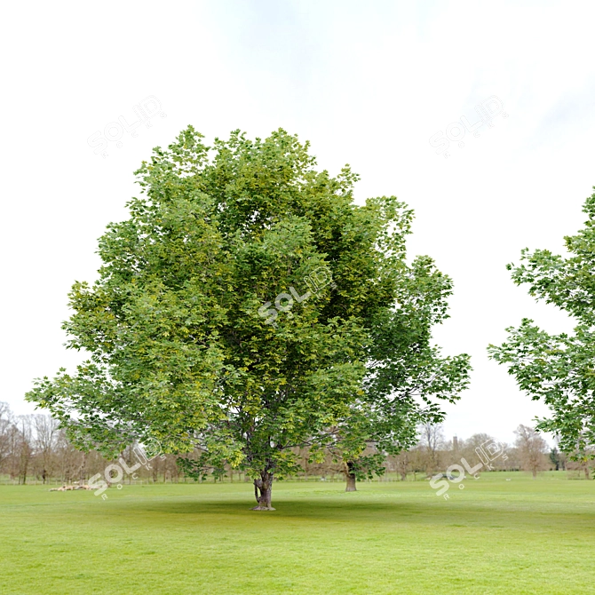 Bigleaf Maple 3D Tree Model 3D model image 3