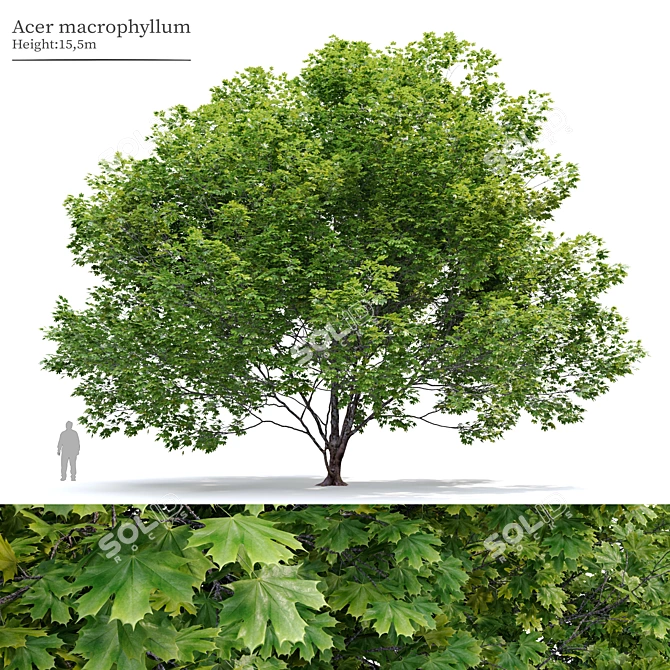 Bigleaf Maple 3D Tree Model 3D model image 5