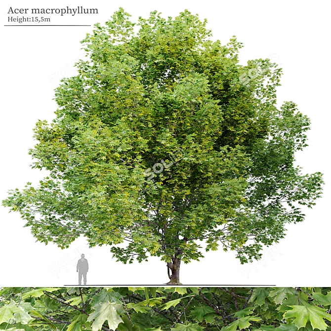 Bigleaf Maple 3D Tree Model 3D model image 6