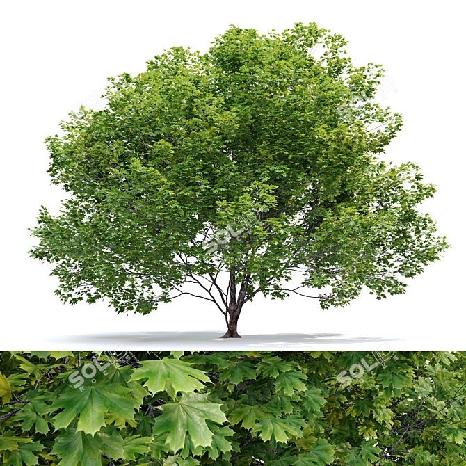 Bigleaf Maple 3D Tree Model 3D model image 7