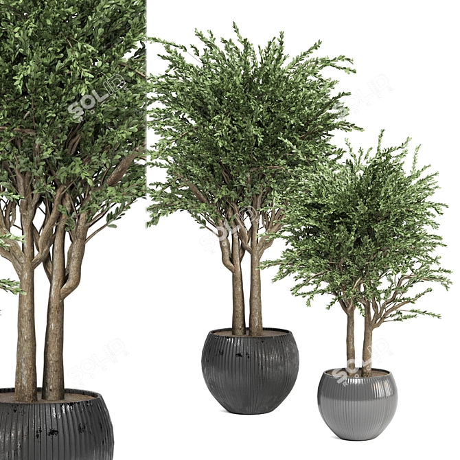 Evergreen Indoor Plant Collection 3D model image 1