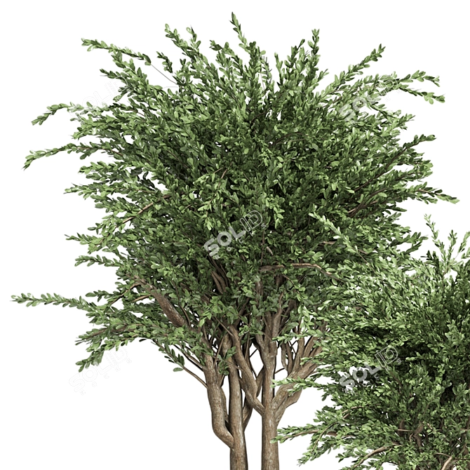 Evergreen Indoor Plant Collection 3D model image 2