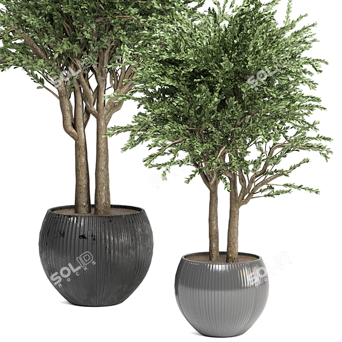 Evergreen Indoor Plant Collection 3D model image 3