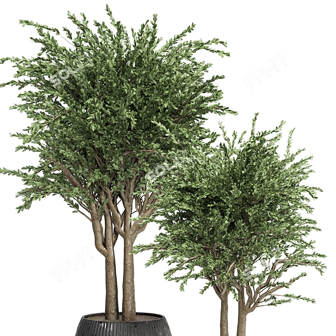 Evergreen Indoor Plant Collection 3D model image 4