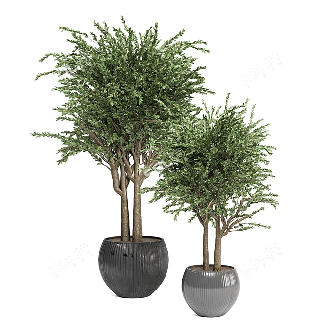 Evergreen Indoor Plant Collection 3D model image 5