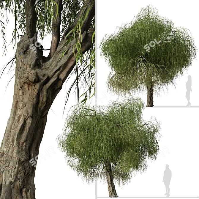 Peppermint Willow Tree Set (2 Trees) 3D model image 2