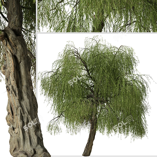 Peppermint Willow Tree Set (2 Trees) 3D model image 3