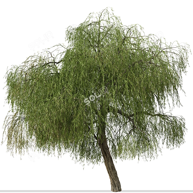 Peppermint Willow Tree Set (2 Trees) 3D model image 6