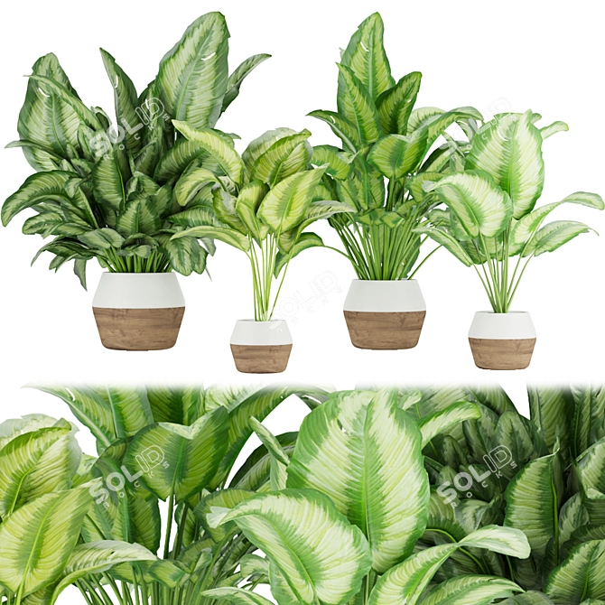 Premium Aglaonema Indoor Plant: Collection Vol. 298 3D model image 1