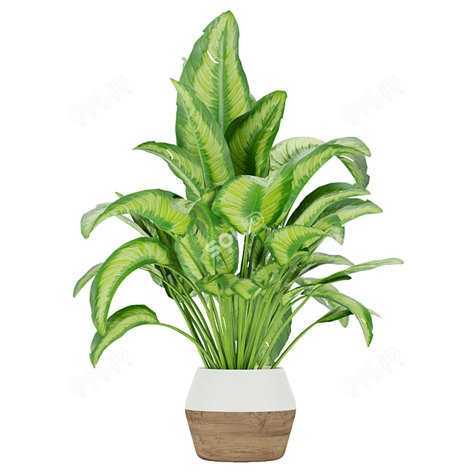 Premium Aglaonema Indoor Plant: Collection Vol. 298 3D model image 2