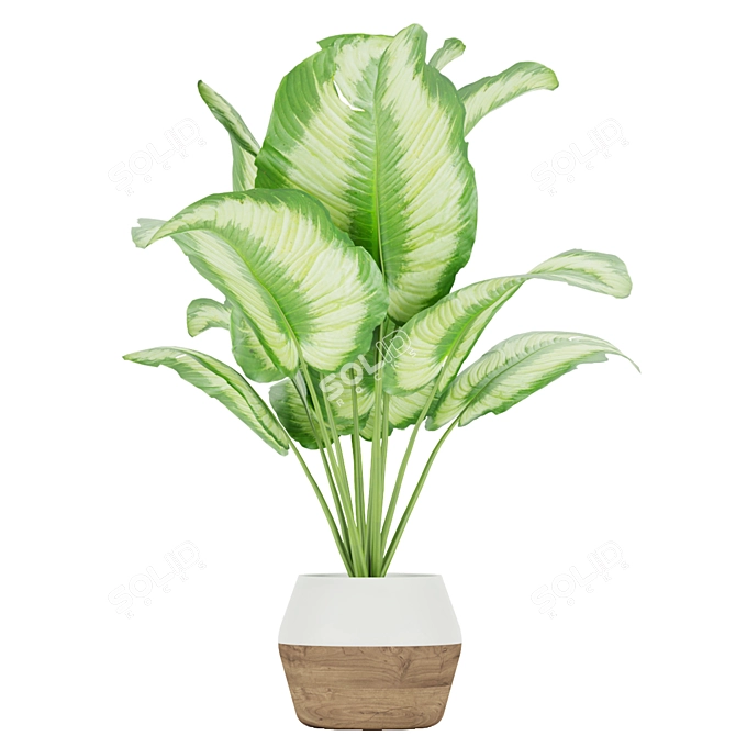 Premium Aglaonema Indoor Plant: Collection Vol. 298 3D model image 3