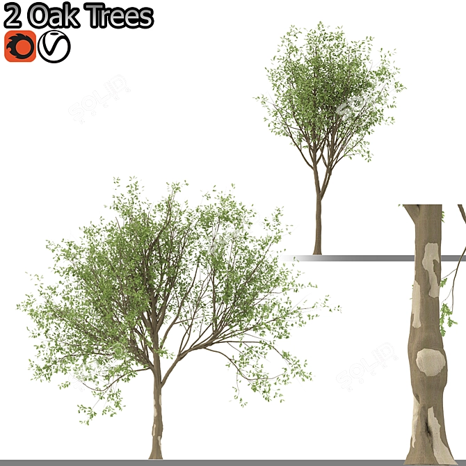 Korean Oak and Simple Oak Set 3D model image 1