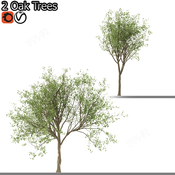 Korean Oak and Simple Oak Set 3D model image 2