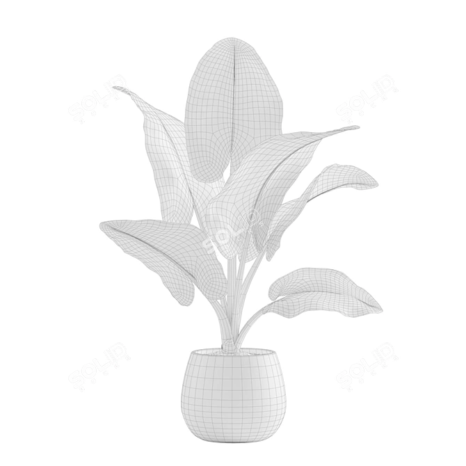 Exotic Indoor Plants Collection 3D model image 6