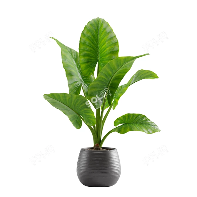 Giant Taro: Tropical Beauty for Indoors 3D model image 1