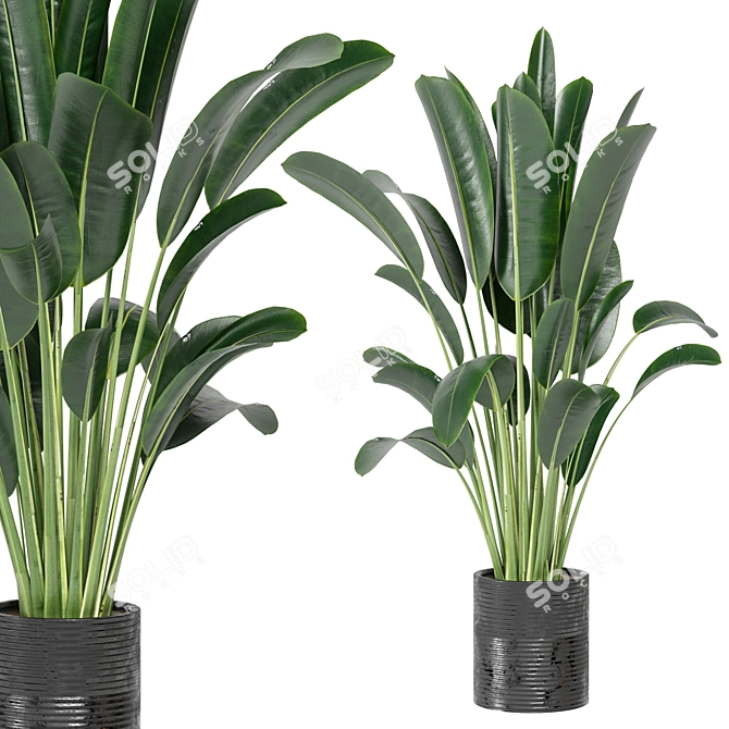 Indoor Plants Collection - Set 198: 3D Model Bundle 3D model image 2