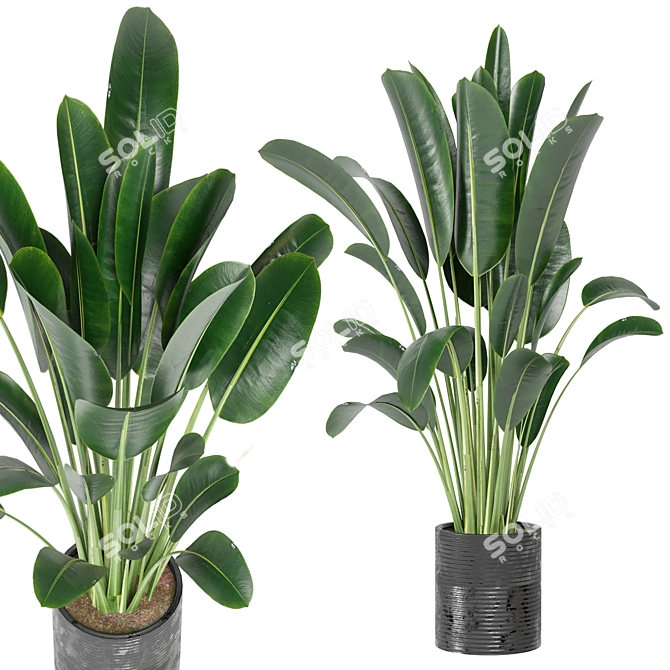 Indoor Plants Collection - Set 198: 3D Model Bundle 3D model image 3