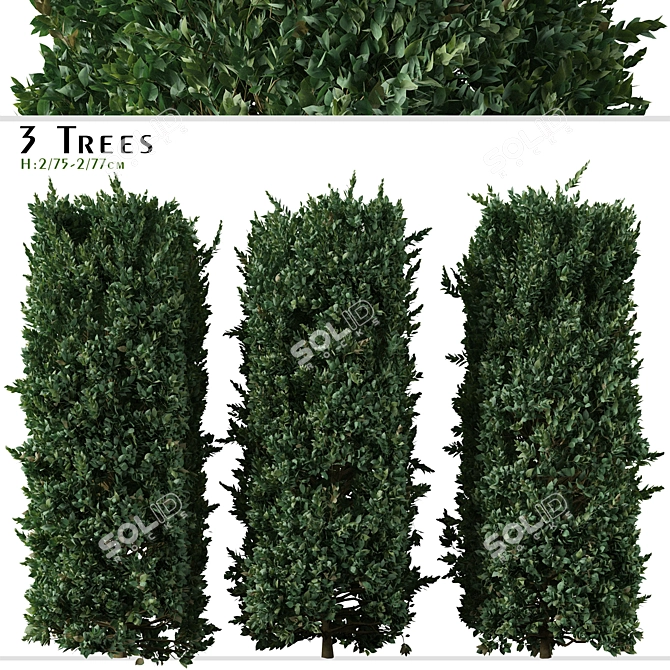 Cherry Laurel Trio: Prunus Carolina (3 Trees) 3D model image 1