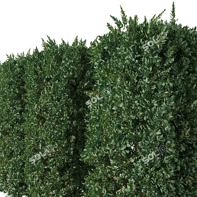 Cherry Laurel Trio: Prunus Carolina (3 Trees) 3D model image 3