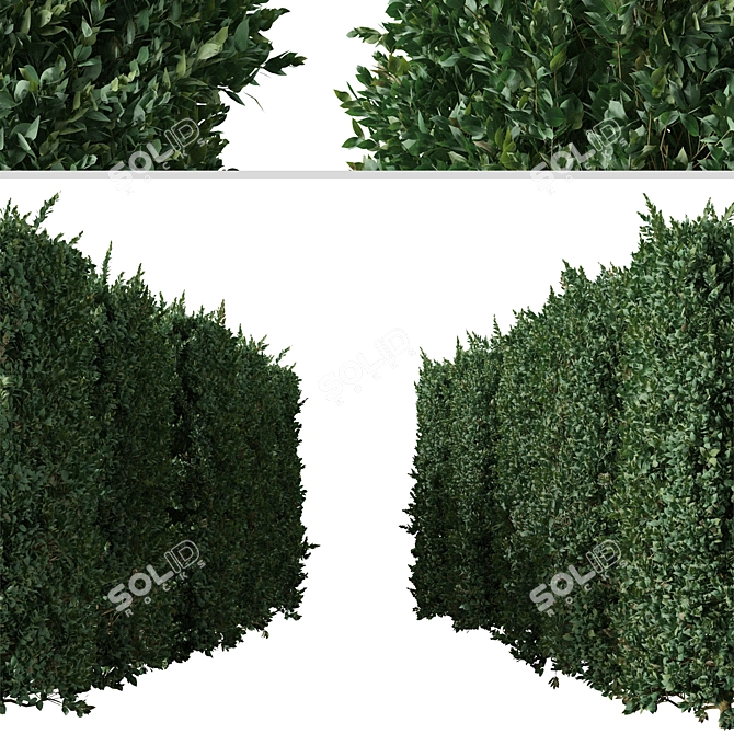 Cherry Laurel Trio: Prunus Carolina (3 Trees) 3D model image 5