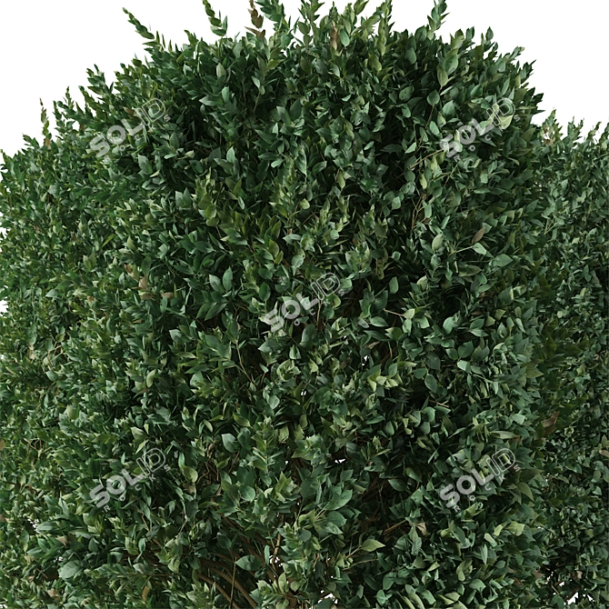Cherry Laurel Trio: Prunus Carolina (3 Trees) 3D model image 6
