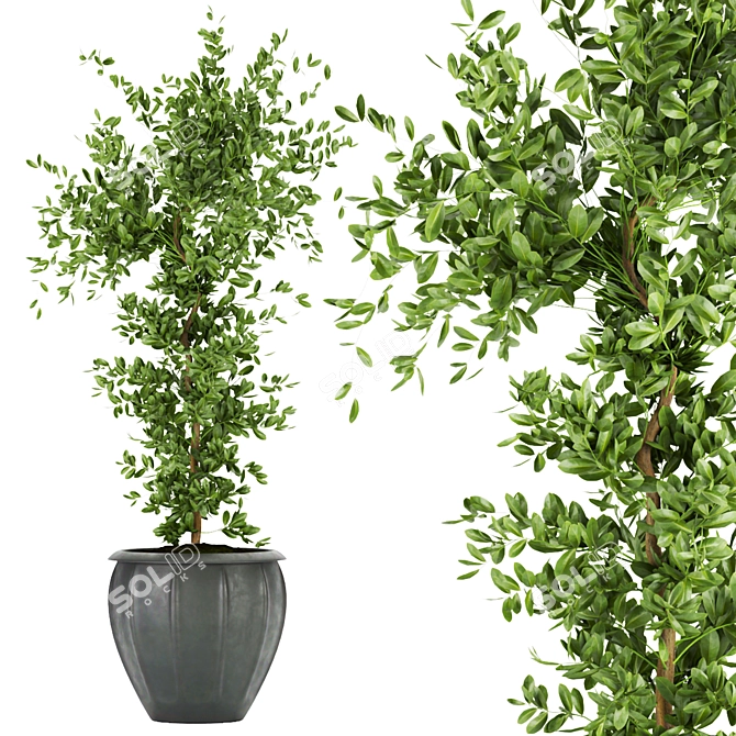 Ficus Leaf - Indoor Plant Collection Vol 299 3D model image 2