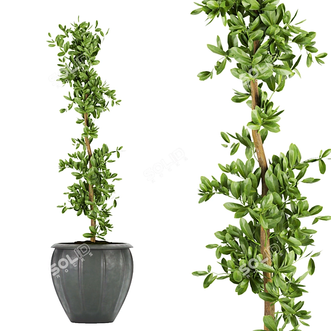 Ficus Leaf - Indoor Plant Collection Vol 299 3D model image 3