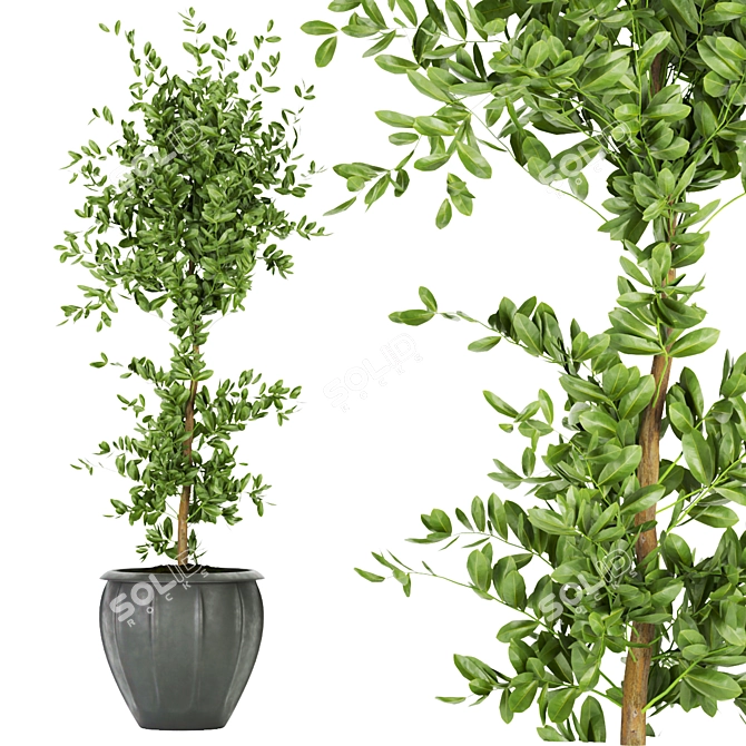 Ficus Leaf - Indoor Plant Collection Vol 299 3D model image 4