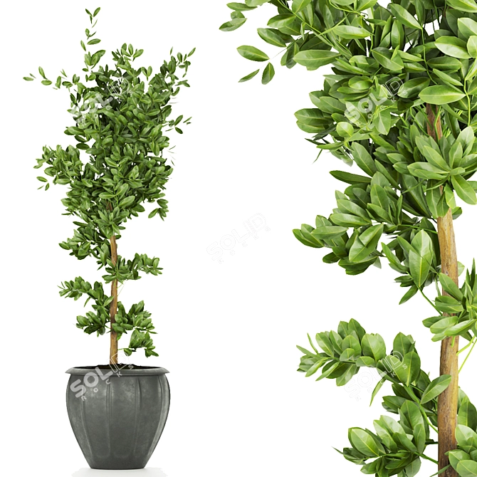 Ficus Leaf - Indoor Plant Collection Vol 299 3D model image 5
