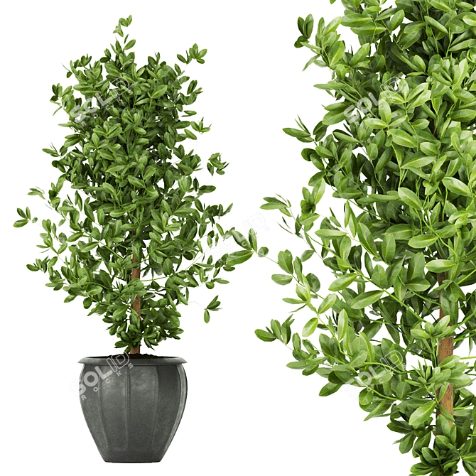 Ficus Leaf - Indoor Plant Collection Vol 299 3D model image 6