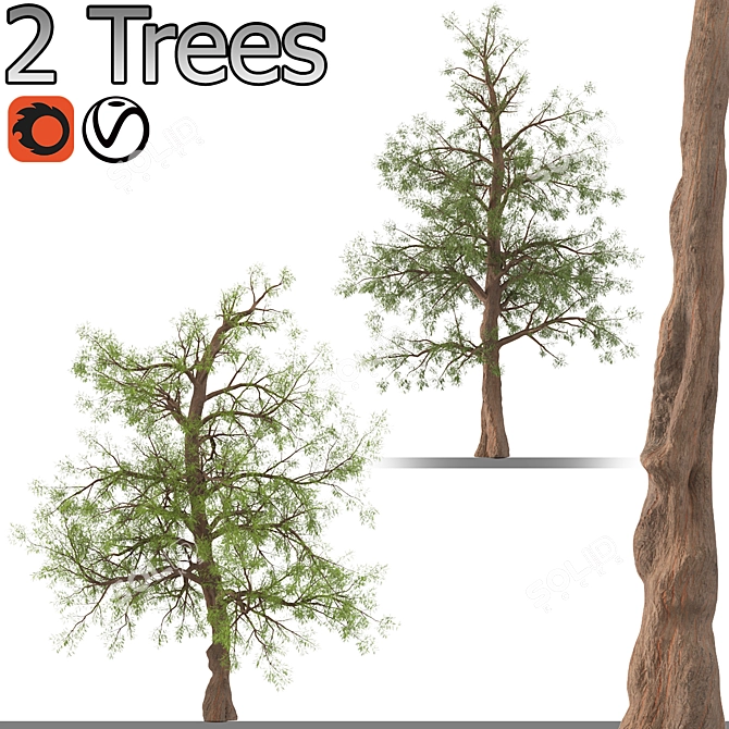 Pair of Majestic Dawn Redwoods 3D model image 1