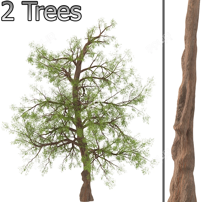 Pair of Majestic Dawn Redwoods 3D model image 2