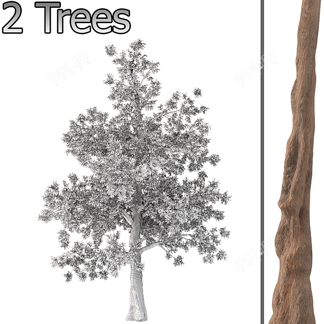 Pair of Majestic Dawn Redwoods 3D model image 4