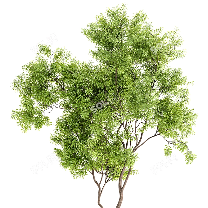 Real-Tree Acer & Ghost Gum: High-Quality 3D Models 3D model image 6