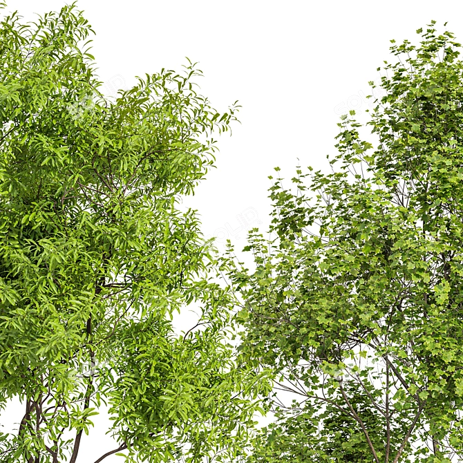 Real-Tree Acer & Ghost Gum: High-Quality 3D Models 3D model image 1