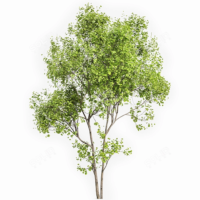 Real-Tree Acer & Ghost Gum: High-Quality 3D Models 3D model image 2
