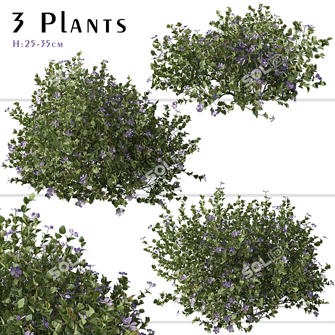 Beautiful Vinca Major Plant Set (3 Plants) 3D model image 1