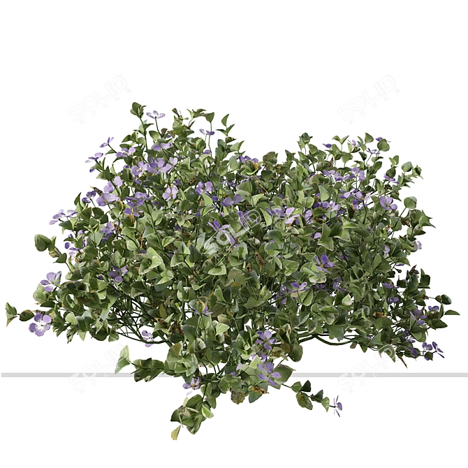 Beautiful Vinca Major Plant Set (3 Plants) 3D model image 4