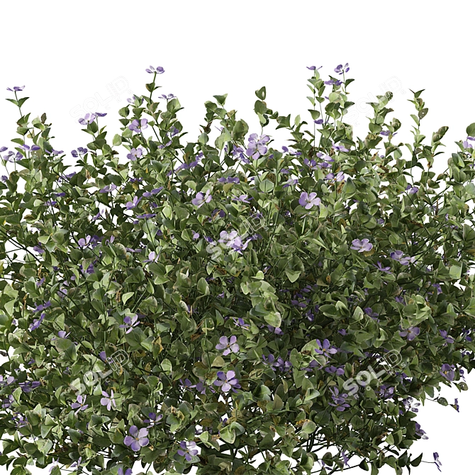 Beautiful Vinca Major Plant Set (3 Plants) 3D model image 5