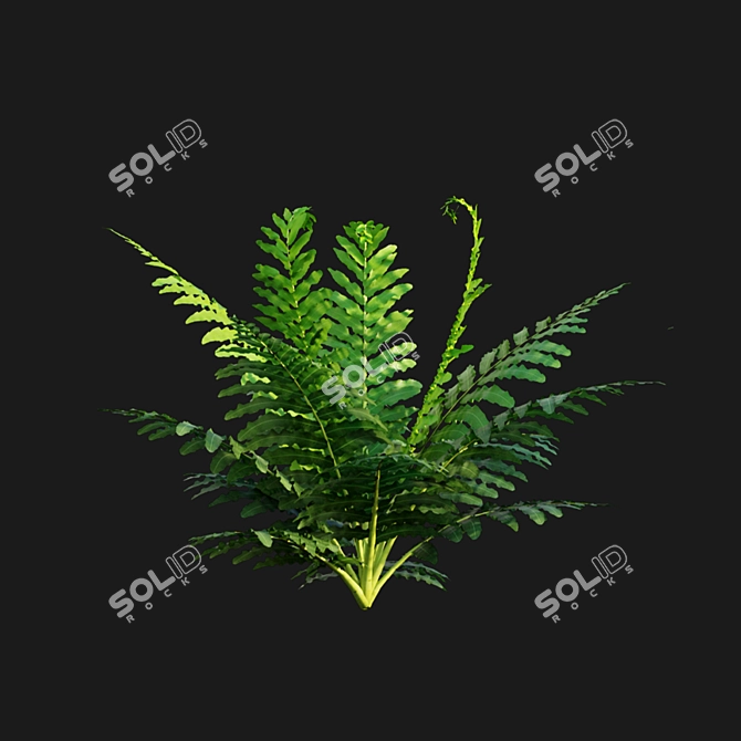 Silver Fern: Elegant Indoor Plant 3D model image 6