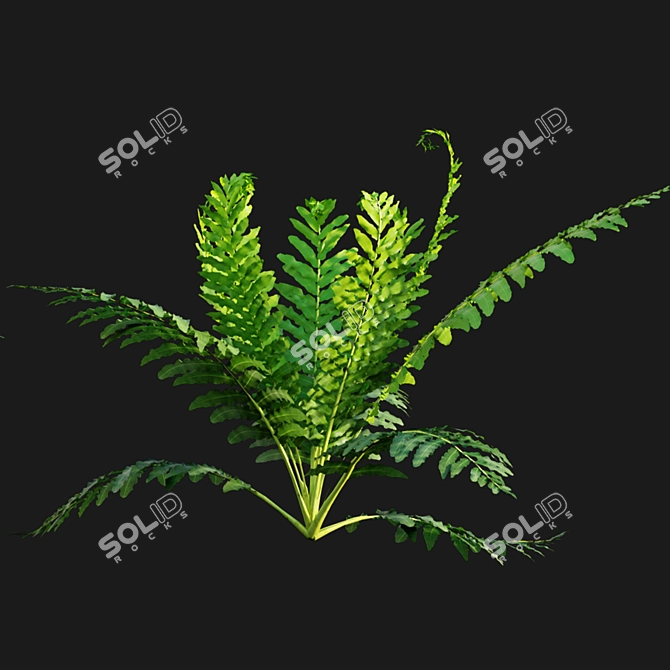 Silver Fern: Elegant Indoor Plant 3D model image 7