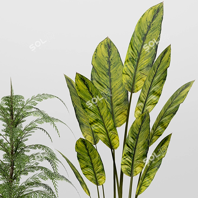 Indoor Houseplant Set: 4 Varieties 3D model image 4